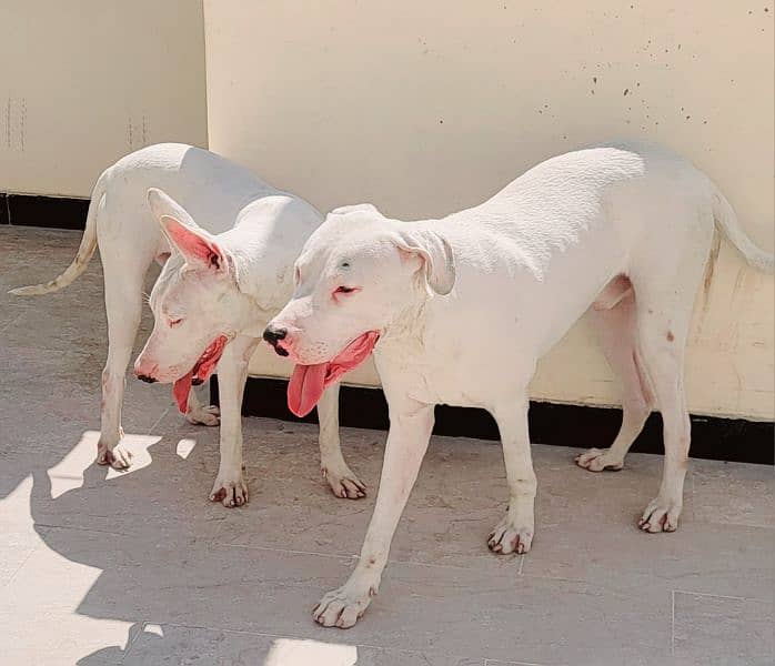 Beautiful Dog Goltair In White Color 2