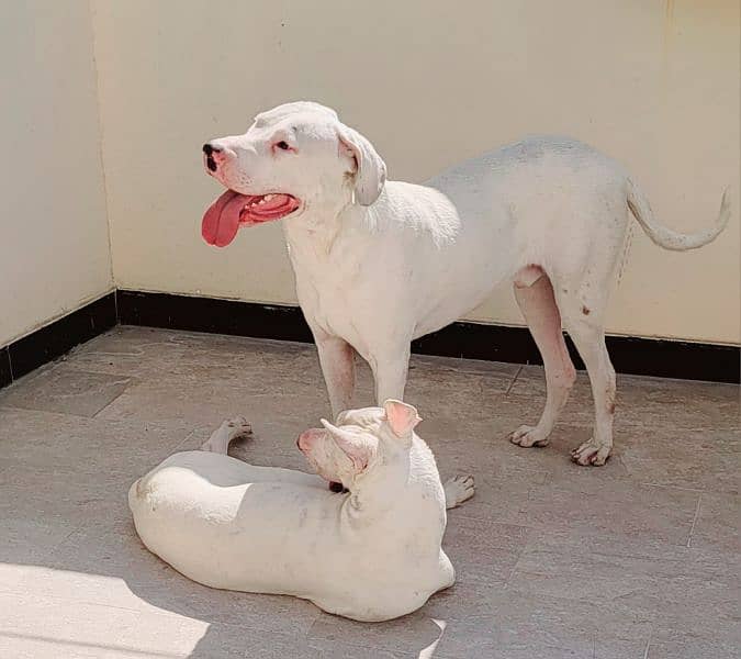 Beautiful Dog Goltair In White Color 4