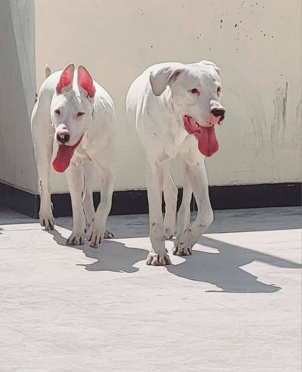 Beautiful Dog Goltair In White Color 5