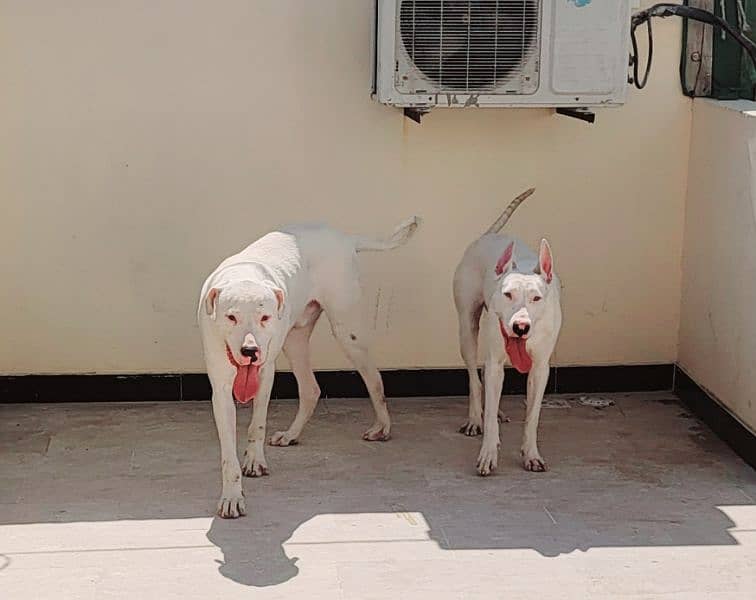 Beautiful Dog Goltair In White Color 6