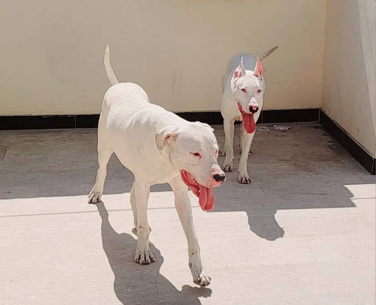 Beautiful Dog Goltair In White Color 7