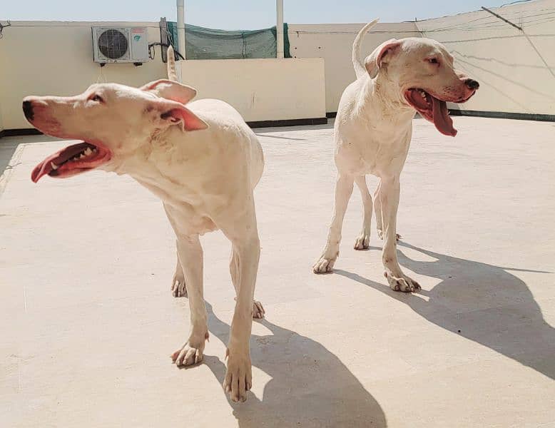 Beautiful Dog Goltair In White Color 8