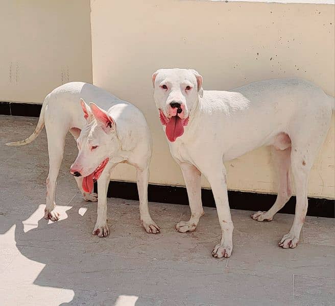 Beautiful Dog Goltair In White Color 9