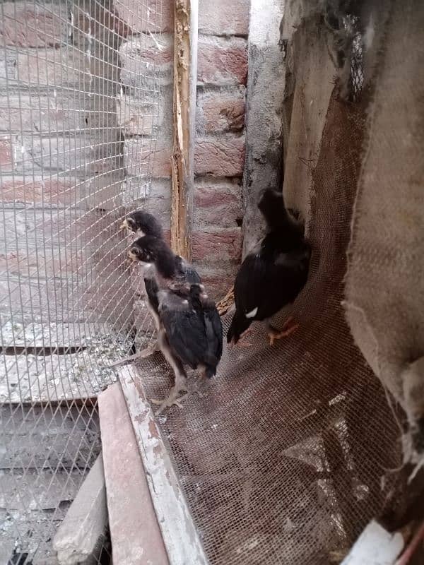 Assel Chicks for Sale 3