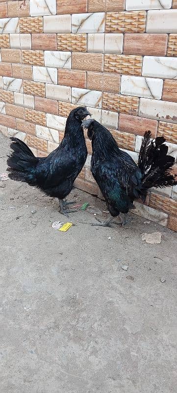 pair for sale ayam cemani graw tang 0