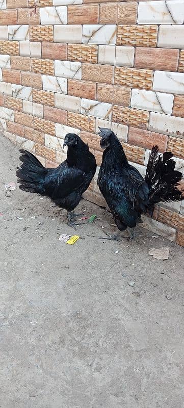 pair for sale ayam cemani graw tang 1