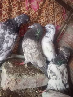 5 parwazi kabotar for sell Rs: 250