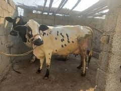 cow for seil