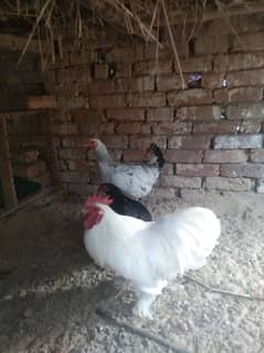 Egg laying breeder pair