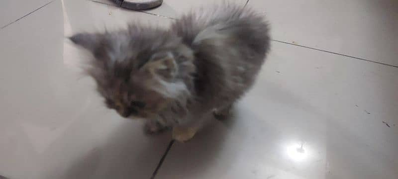 beautiful kitten 3months old for sale 1