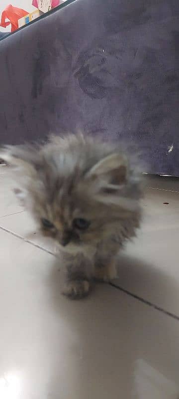 beautiful kitten 3months old for sale 2