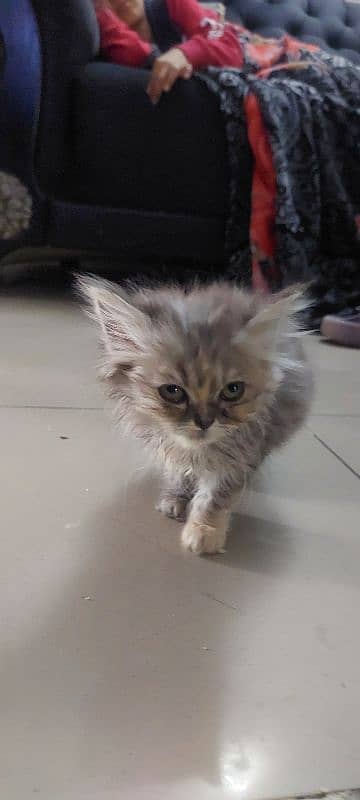 beautiful kitten 3months old for sale 4