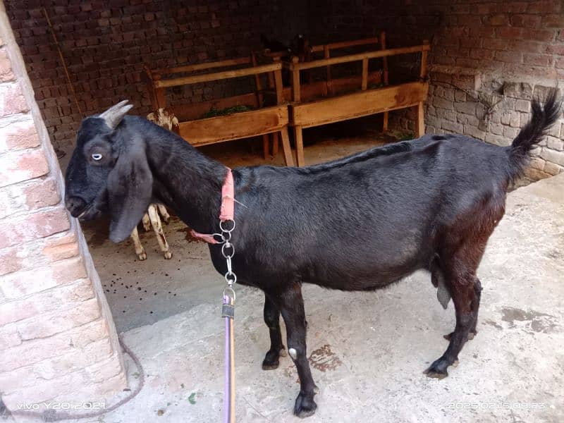 Dessi Cross Bakri|Black Goat|Gaban Bakri 2