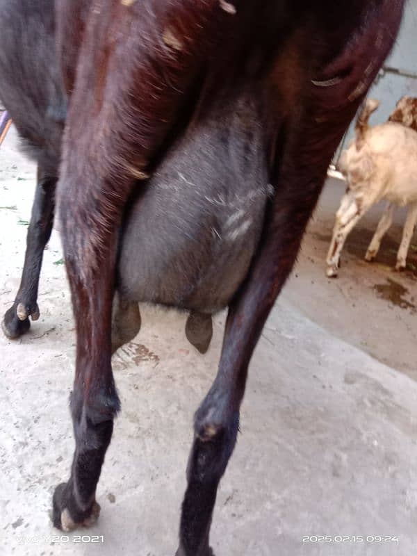 Dessi Cross Bakri|Black Goat|Gaban Bakri 6