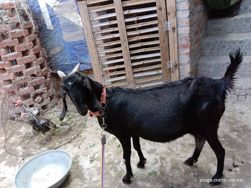 Dessi Cross Bakri|Black Goat|Gaban Bakri 12