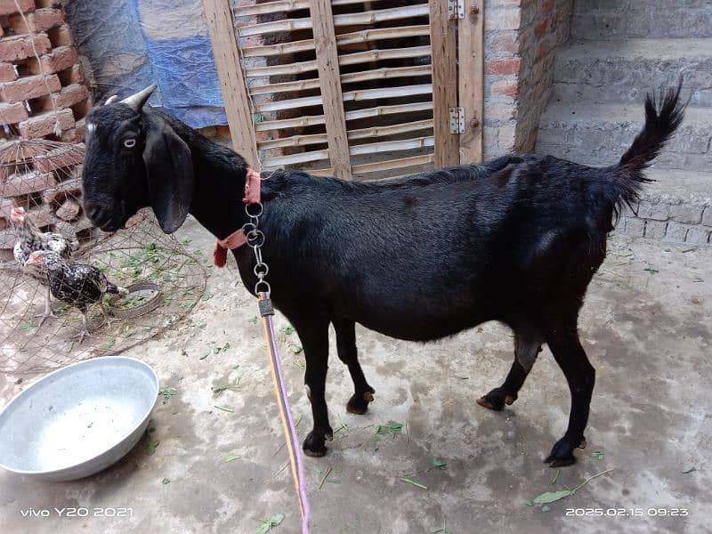 Dessi Cross Bakri|Black Goat|Gaban Bakri 14