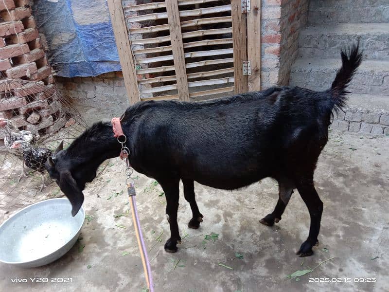 Dessi Cross Bakri|Black Goat|Gaban Bakri 15