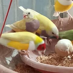 goldian finches for sell