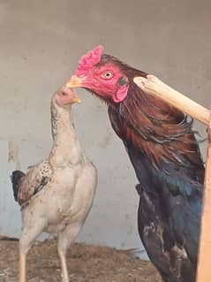 Hens for sale