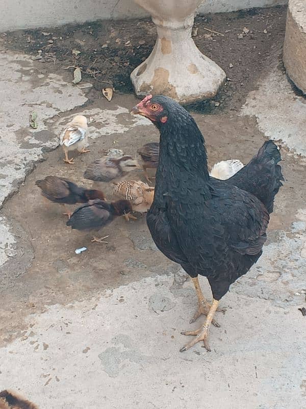 Hens for sale 3