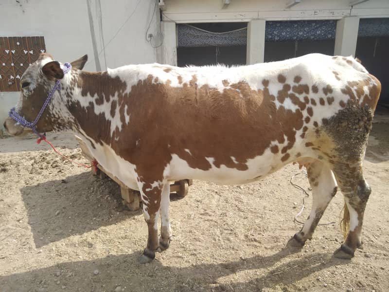 Female baqri aur cow for sale ha 4