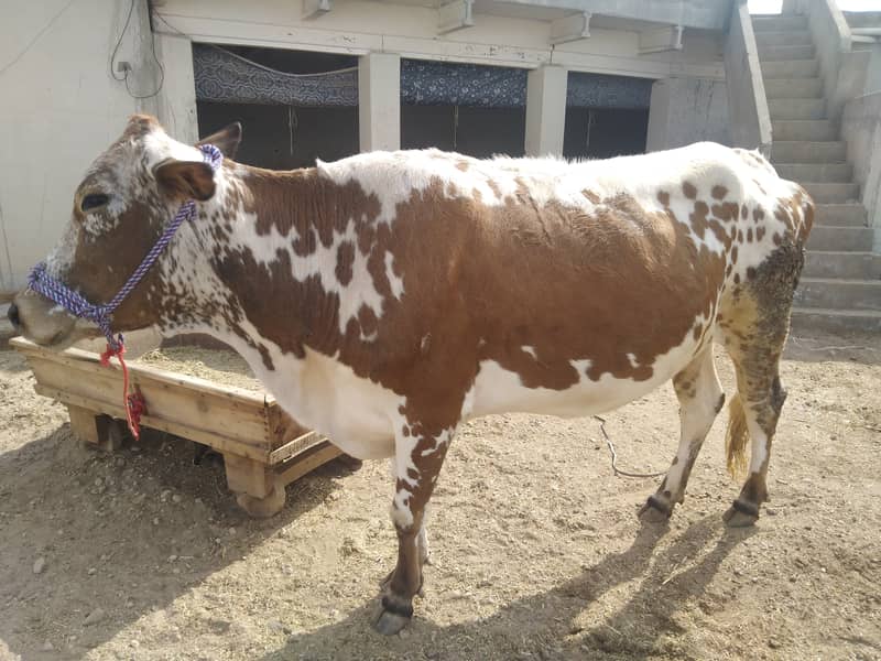 Female baqri aur cow for sale ha 5