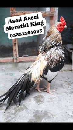 High Quality Aseel Merathi Murgha For Sale. 03351164095