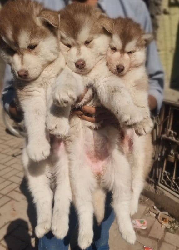 Husky puppies 1