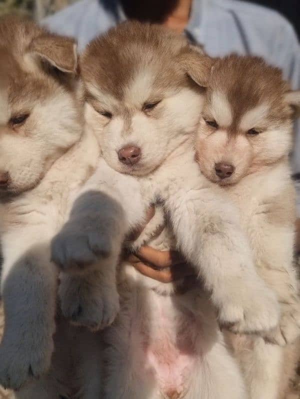 Husky puppies 2