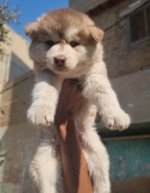 Husky puppies 4