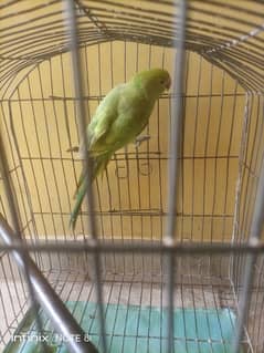 8000 female parrot barading ke liye ready hai