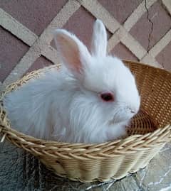 Turkish Angora Rabbits