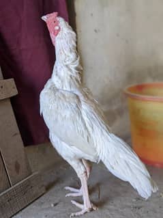 Heera Aseel | Heera Chicks| Aseel pair And Patha For Sale