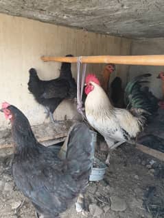 Desi Hens Murgian for sale