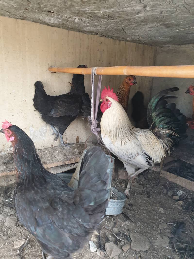 Desi Hens Murgian for sale 0