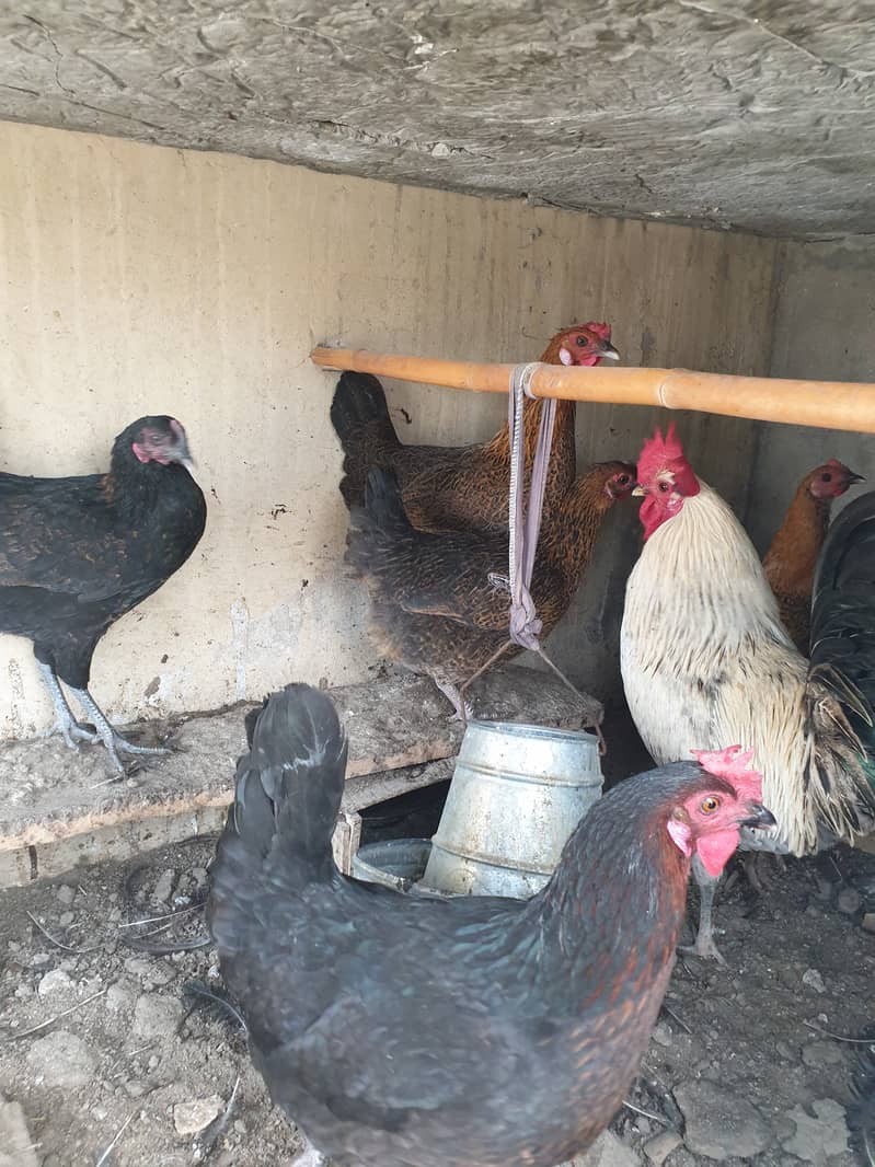 Desi Hens Murgian for sale 1