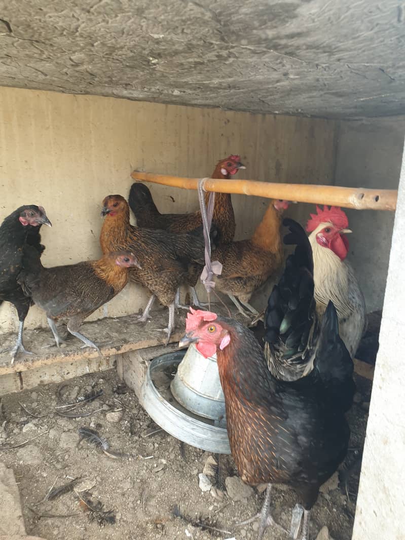 Desi Hens Murgian for sale 2