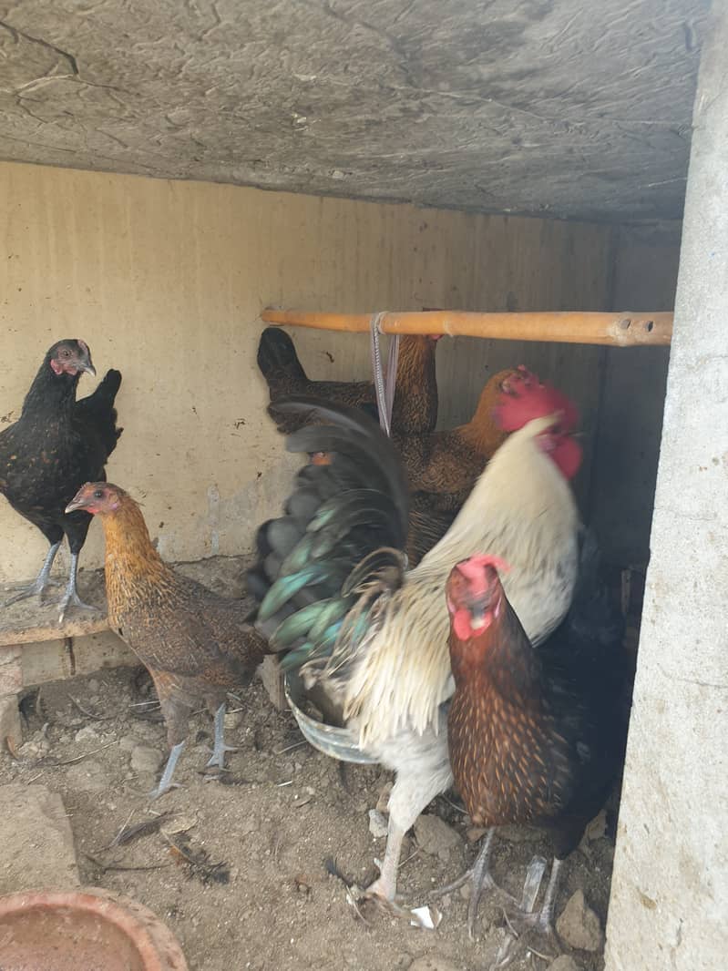 Desi Hens Murgian for sale 3