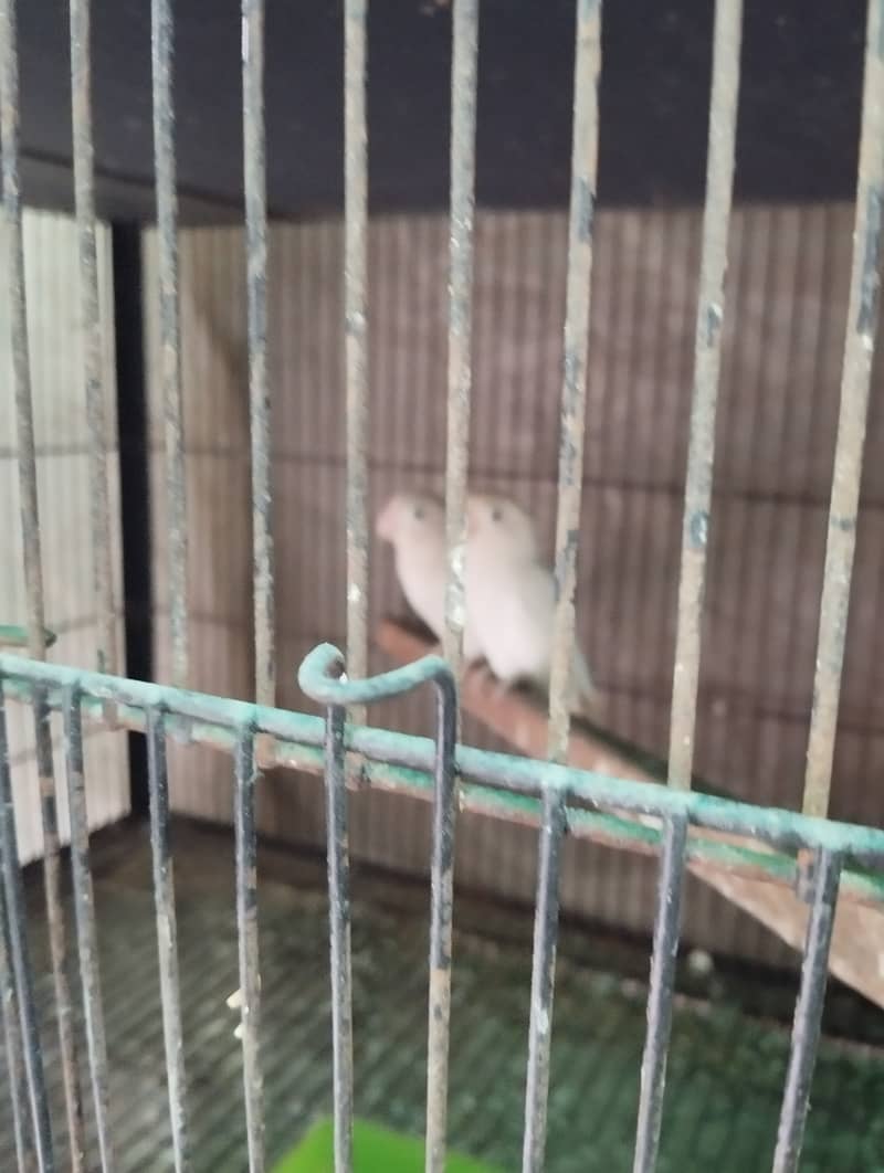 Red eye pair for sale 2