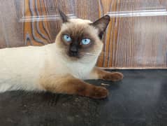 pure bred Siamese cat |active| |healthy| |non-neutered|