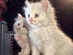 Triple coat Persion cat age 1 month pair for sale