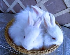 English Rabbits for Sale