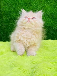 Parsian 3rpl coat kitten