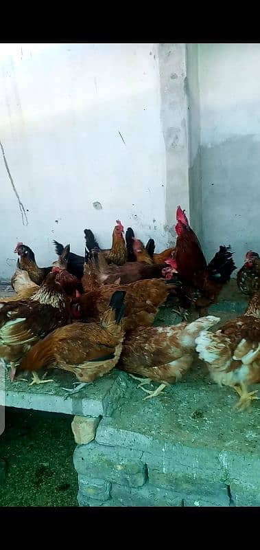 RIR male RIR  Lohman brown aseel golden misri egg laying available 1