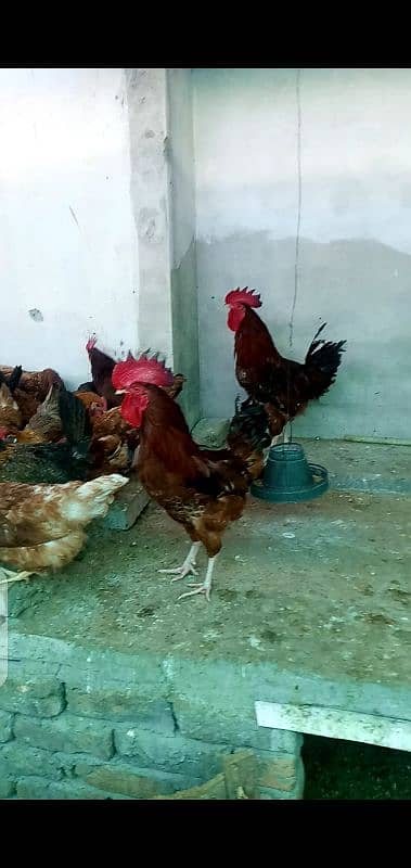 RIR male RIR  Lohman brown aseel golden misri egg laying available 4