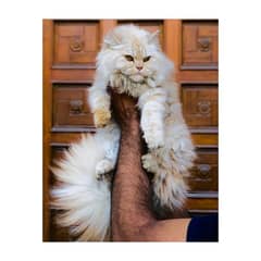 Persian hamalian british punch face piki face cat's and kitten's