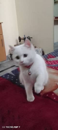 Persian cat for sale 15000