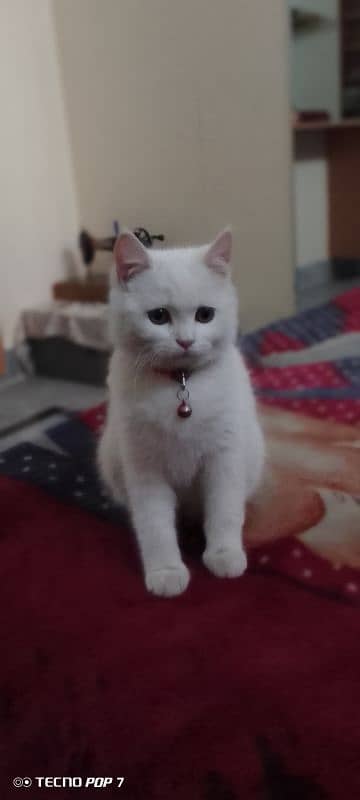 Persian cat for sale 15000 2