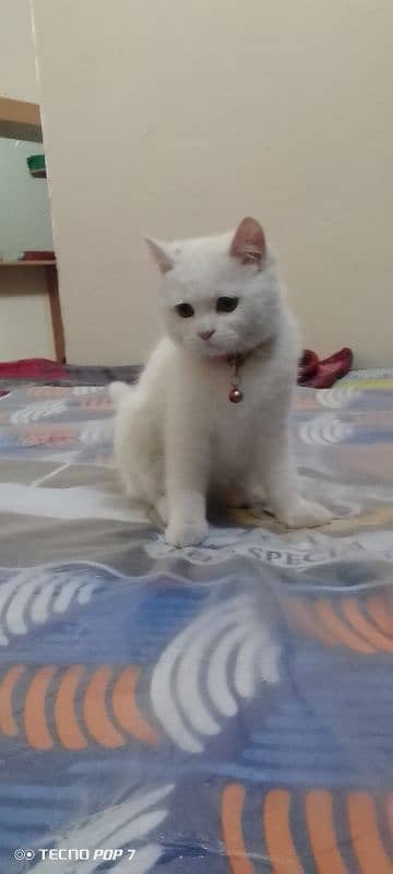 Persian cat for sale 15000 4