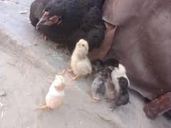 hen with chicks